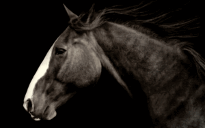 Born to Run