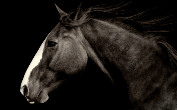 Born-To-Run Born to Run - Image 1