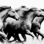 Lead the Way - B & W