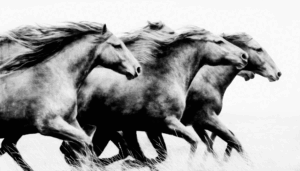 Lead the Way - B & W