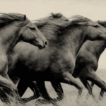 Lead the Way - Sepia