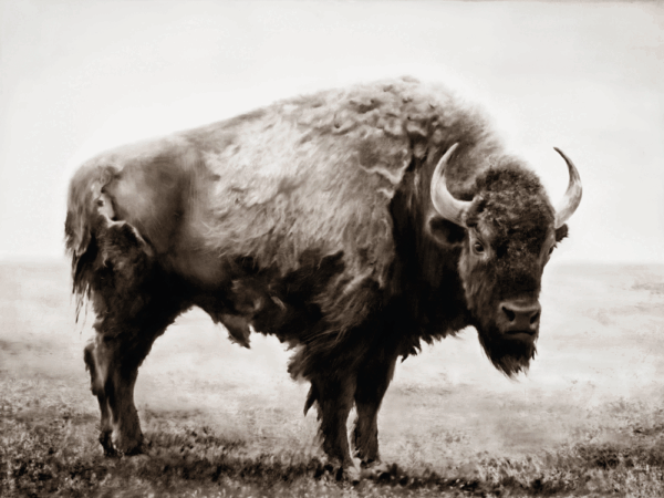 Lone-Star Lone Star - Image 1