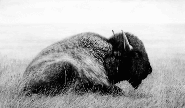 Peaceful-Warrior---B&W Peaceful Warrior - Image 1