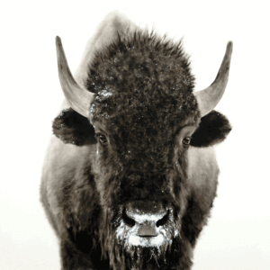 Snowy Bison