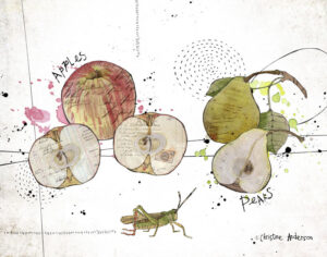 Apples and Pears