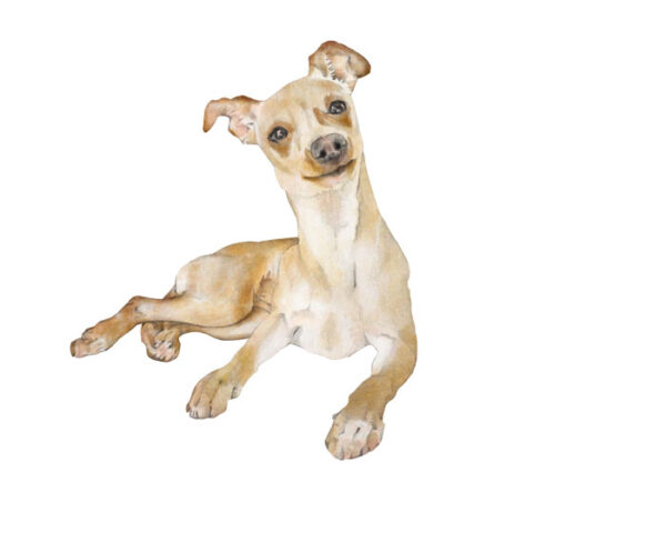 Attentive Puppy - Image 1