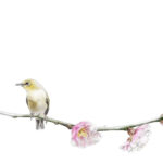 Bird on Branch with Flowers
