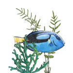 Blue Tang