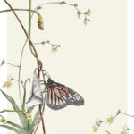 Butterfly Alight on Twigs