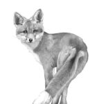 Graphite Fox