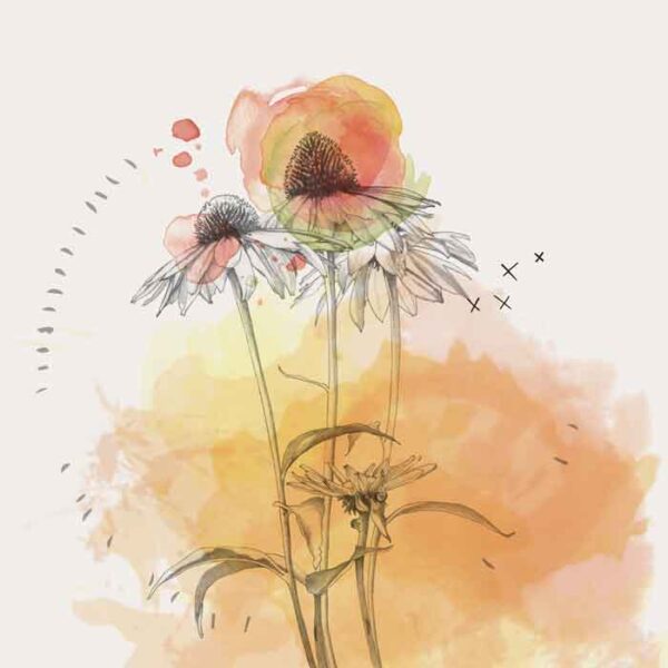 Group of Daisies - Image 1