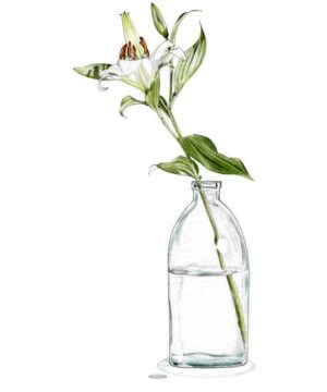 Lily in Glass Vase
