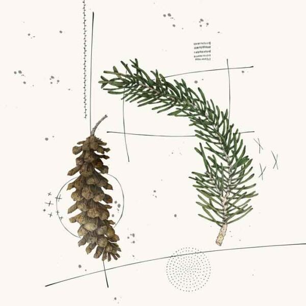 Long Pine Cone and Needles - Color - Image 1