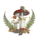 Mushrooms with Ferns and Snails