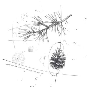 Pine Cone and Pine Needles - Black and White