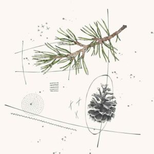 Pine Cone and Pine Needles - Color