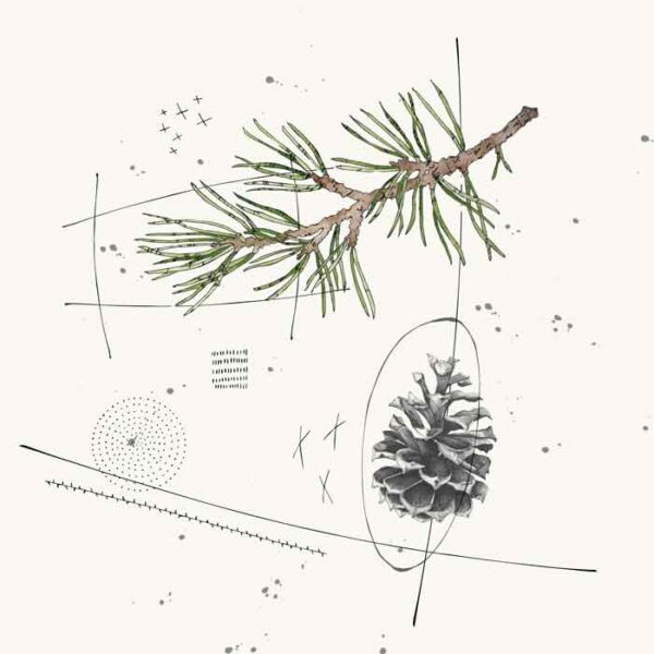 Pine-Cone-and-Pine-Needles---Color-(fat-pine-cone-and-long-pine-plate-ART-color) Pine Cone and Pine Needles - Color - Image 1