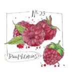 Raspberries