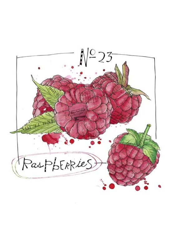Raspberries-(raspberries-day-23-8x10) Raspberries - Image 1
