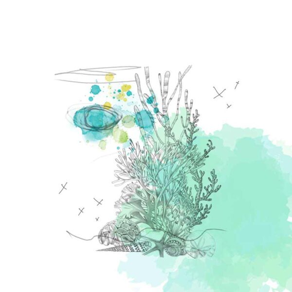 Sea Plants and Shells - Image 1