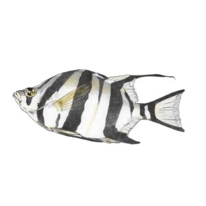 Solitary Striped Fish