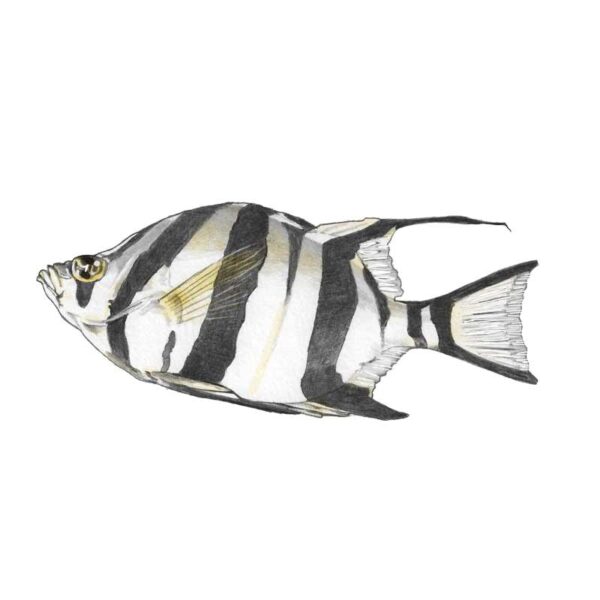 Solitary-Striped-Fish-(fish-up-lips-striped-bw-color) Solitary Striped Fish - Image 1