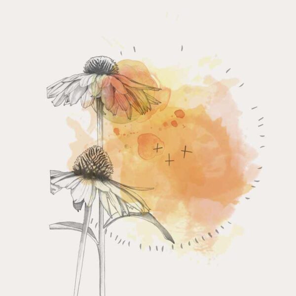 Two Daisies - Image 1