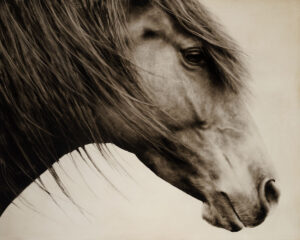 Wild and Free