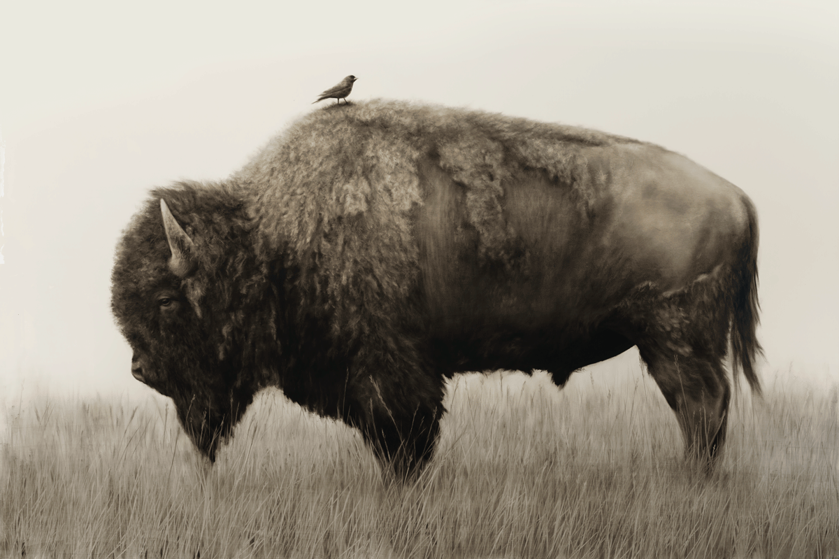 Wings Wings - Image 1