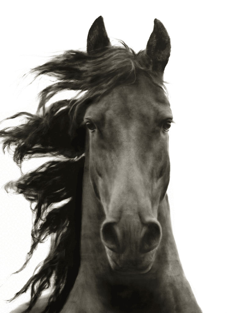 Stallion-48x36 Stallion - Image 1