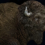 Bison Portrait