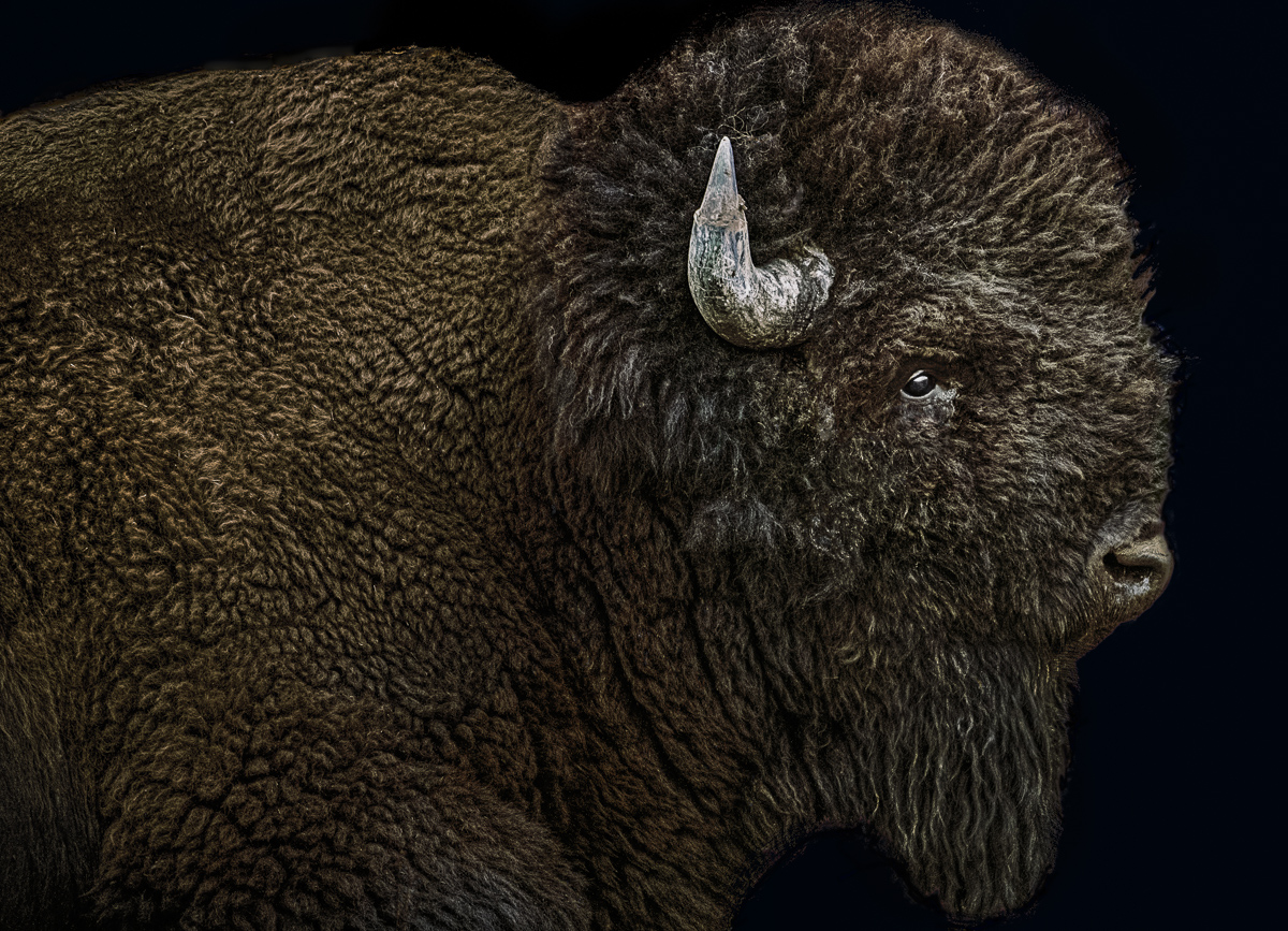 Bison Portrait Bison Portrait - Image 1