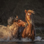 Untamed