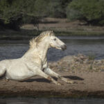 White Spirit